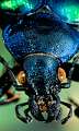 Calosoma sycophanta